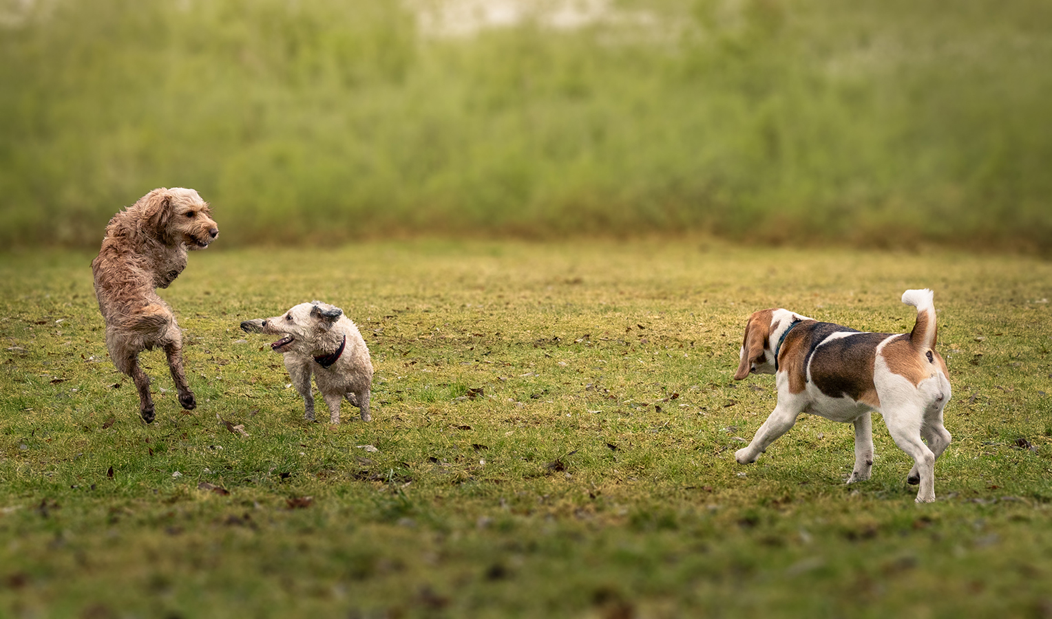 Hundegruppe